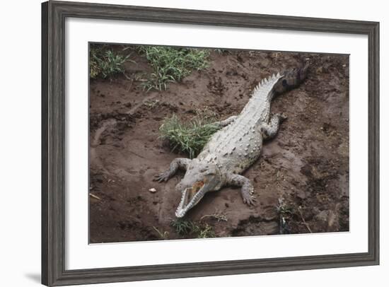 Costa Rica, American Crocodile Resting on Bank of Tarcoles River-Scott T. Smith-Framed Photographic Print