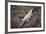 Costa Rica, American Crocodile Resting on Bank of Tarcoles River-Scott T. Smith-Framed Photographic Print