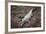 Costa Rica, American Crocodile Resting on Bank of Tarcoles River-Scott T. Smith-Framed Photographic Print