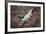 Costa Rica, American Crocodile Resting on Bank of Tarcoles River-Scott T. Smith-Framed Photographic Print