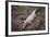 Costa Rica, American Crocodile Resting on Bank of Tarcoles River-Scott T. Smith-Framed Photographic Print