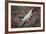 Costa Rica, American Crocodile Resting on Bank of Tarcoles River-Scott T. Smith-Framed Photographic Print