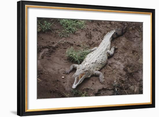 Costa Rica, American Crocodile Resting on Bank of Tarcoles River-Scott T. Smith-Framed Photographic Print