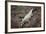 Costa Rica, American Crocodile Resting on Bank of Tarcoles River-Scott T. Smith-Framed Photographic Print