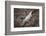 Costa Rica, American Crocodile Resting on Bank of Tarcoles River-Scott T. Smith-Framed Photographic Print