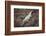 Costa Rica, American Crocodile Resting on Bank of Tarcoles River-Scott T. Smith-Framed Photographic Print