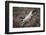 Costa Rica, American Crocodile Resting on Bank of Tarcoles River-Scott T. Smith-Framed Photographic Print