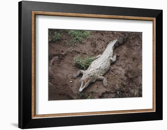 Costa Rica, American Crocodile Resting on Bank of Tarcoles River-Scott T. Smith-Framed Photographic Print