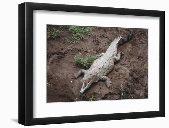 Costa Rica, American Crocodile Resting on Bank of Tarcoles River-Scott T. Smith-Framed Photographic Print