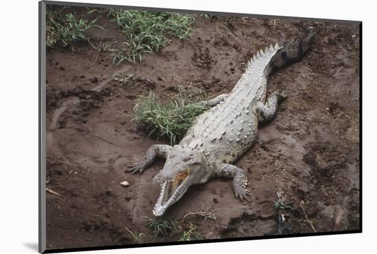 Costa Rica, American Crocodile Resting on Bank of Tarcoles River-Scott T. Smith-Mounted Photographic Print