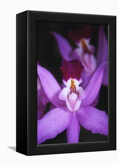 Costa Rica, Ankester Botanical Gardens, Close Up of Orchid-Scott T^ Smith-Framed Premier Image Canvas