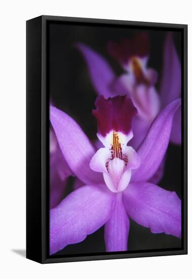 Costa Rica, Ankester Botanical Gardens, Close Up of Orchid-Scott T^ Smith-Framed Premier Image Canvas