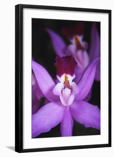 Costa Rica, Ankester Botanical Gardens, Close Up of Orchid-Scott T^ Smith-Framed Photographic Print