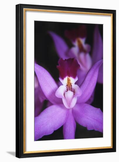 Costa Rica, Ankester Botanical Gardens, Close Up of Orchid-Scott T^ Smith-Framed Photographic Print