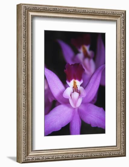 Costa Rica, Ankester Botanical Gardens, Close Up of Orchid-Scott T^ Smith-Framed Photographic Print