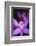 Costa Rica, Ankester Botanical Gardens, Close Up of Orchid-Scott T^ Smith-Framed Photographic Print