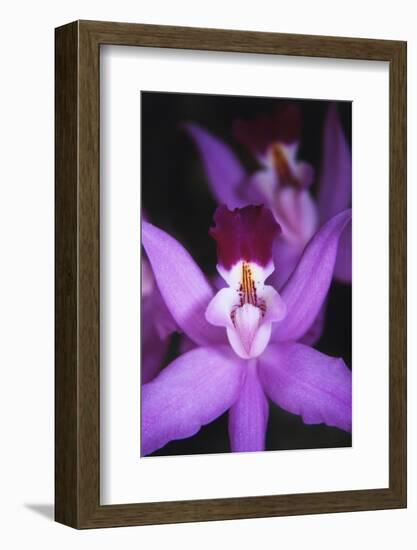 Costa Rica, Ankester Botanical Gardens, Close Up of Orchid-Scott T^ Smith-Framed Photographic Print