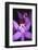 Costa Rica, Ankester Botanical Gardens, Close Up of Orchid-Scott T^ Smith-Framed Photographic Print