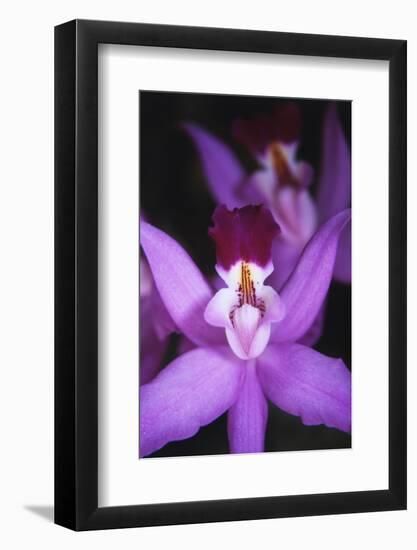 Costa Rica, Ankester Botanical Gardens, Close Up of Orchid-Scott T^ Smith-Framed Photographic Print