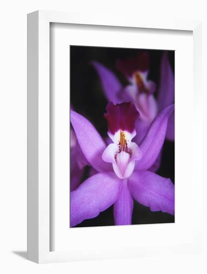 Costa Rica, Ankester Botanical Gardens, Close Up of Orchid-Scott T^ Smith-Framed Photographic Print