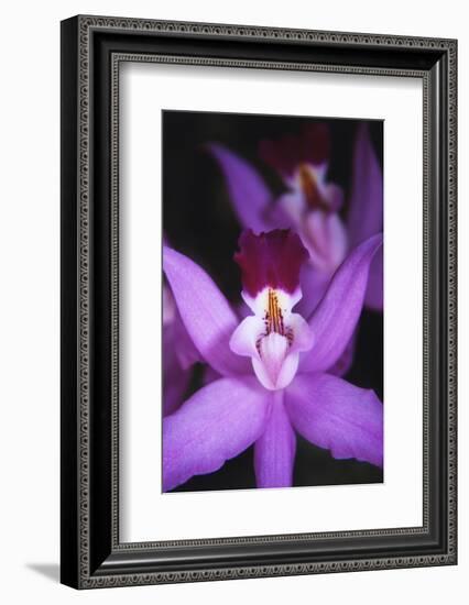 Costa Rica, Ankester Botanical Gardens, Close Up of Orchid-Scott T^ Smith-Framed Photographic Print