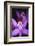 Costa Rica, Ankester Botanical Gardens, Close Up of Orchid-Scott T^ Smith-Framed Photographic Print
