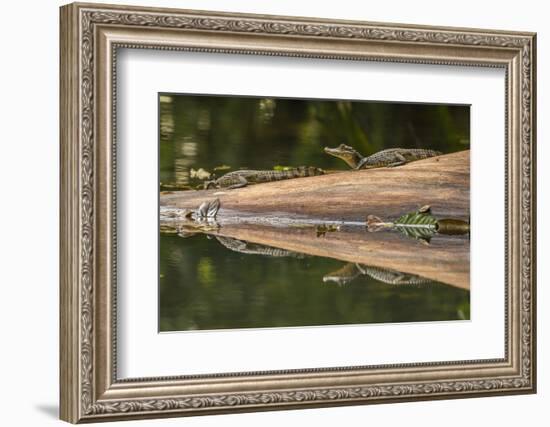 Costa Rica, Arenal. Baby Caimans Reflected in Water-Jaynes Gallery-Framed Photographic Print