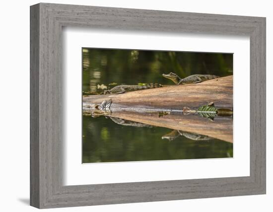 Costa Rica, Arenal. Baby Caimans Reflected in Water-Jaynes Gallery-Framed Photographic Print