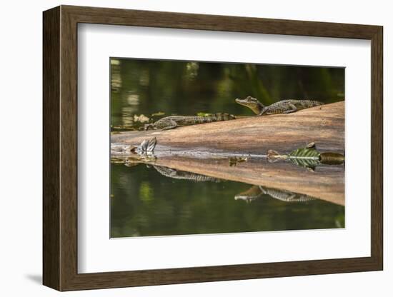 Costa Rica, Arenal. Baby Caimans Reflected in Water-Jaynes Gallery-Framed Photographic Print