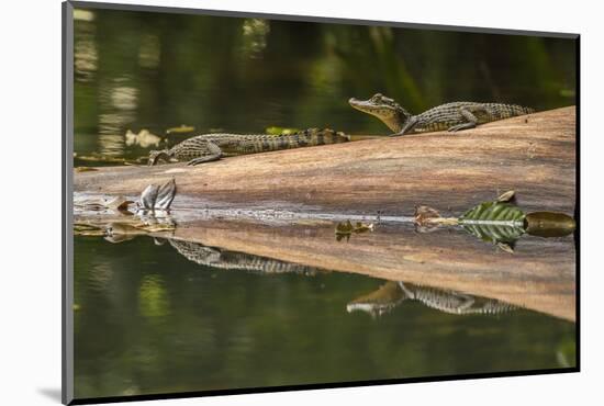 Costa Rica, Arenal. Baby Caimans Reflected in Water-Jaynes Gallery-Mounted Photographic Print