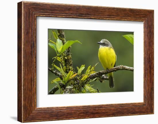 Costa Rica, Arenal. Close-Up of Social Flycatcher-Jaynes Gallery-Framed Photographic Print