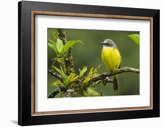 Costa Rica, Arenal. Close-Up of Social Flycatcher-Jaynes Gallery-Framed Photographic Print