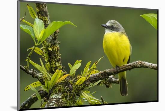Costa Rica, Arenal. Close-Up of Social Flycatcher-Jaynes Gallery-Mounted Photographic Print