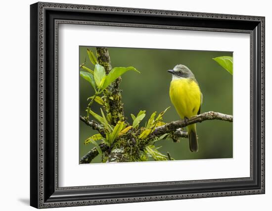 Costa Rica, Arenal. Close-Up of Social Flycatcher-Jaynes Gallery-Framed Photographic Print