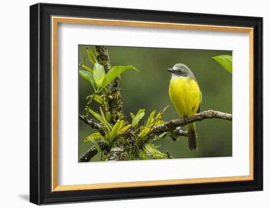 Costa Rica, Arenal. Close-Up of Social Flycatcher-Jaynes Gallery-Framed Photographic Print