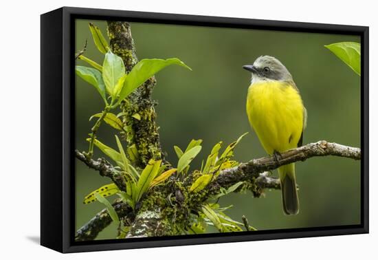 Costa Rica, Arenal. Close-Up of Social Flycatcher-Jaynes Gallery-Framed Premier Image Canvas