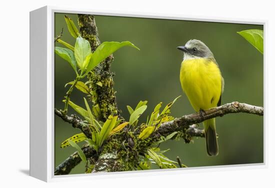Costa Rica, Arenal. Close-Up of Social Flycatcher-Jaynes Gallery-Framed Premier Image Canvas