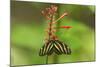 Costa Rica, Arenal. Zebra Butterfly-Jaynes Gallery-Mounted Photographic Print