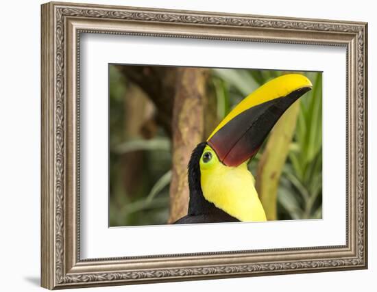 Costa Rica. Black-Mandible Toucan-Jaynes Gallery-Framed Photographic Print
