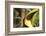 Costa Rica. Black-Mandible Toucan-Jaynes Gallery-Framed Photographic Print