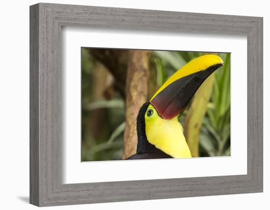 Costa Rica. Black-Mandible Toucan-Jaynes Gallery-Framed Photographic Print