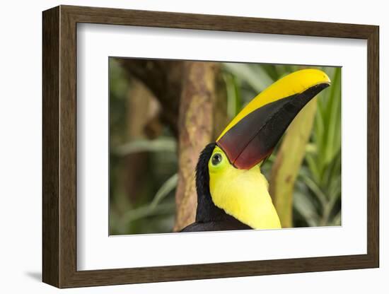 Costa Rica. Black-Mandible Toucan-Jaynes Gallery-Framed Photographic Print