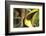 Costa Rica. Black-Mandible Toucan-Jaynes Gallery-Framed Photographic Print