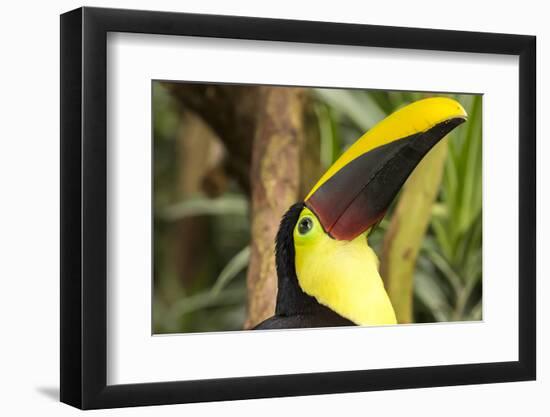 Costa Rica. Black-Mandible Toucan-Jaynes Gallery-Framed Photographic Print