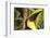 Costa Rica. Black-Mandible Toucan-Jaynes Gallery-Framed Photographic Print