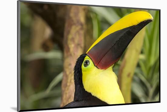 Costa Rica. Black-Mandible Toucan-Jaynes Gallery-Mounted Photographic Print