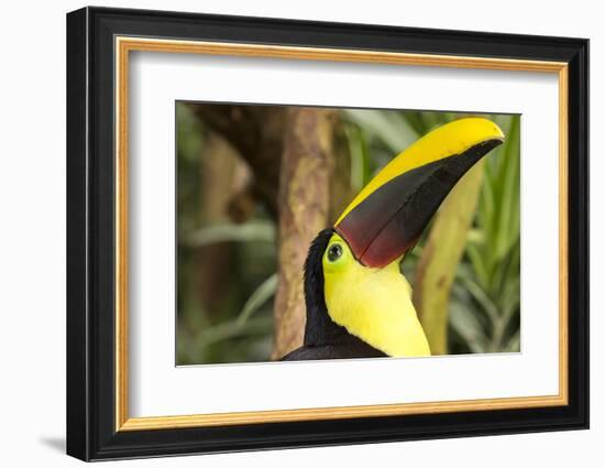 Costa Rica. Black-Mandible Toucan-Jaynes Gallery-Framed Photographic Print