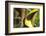 Costa Rica. Black-Mandible Toucan-Jaynes Gallery-Framed Photographic Print