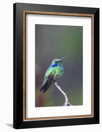 Costa Rica, Central America. Green Violet-ear Hummingbird.-Karen Ann Sullivan-Framed Photographic Print