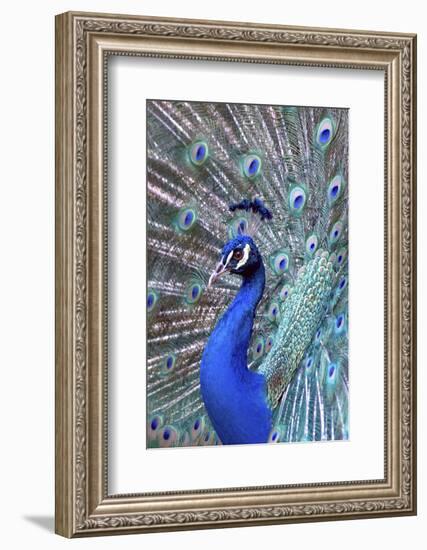 Costa Rica, Central America. India Blue Peacock displaying.-Karen Ann Sullivan-Framed Photographic Print